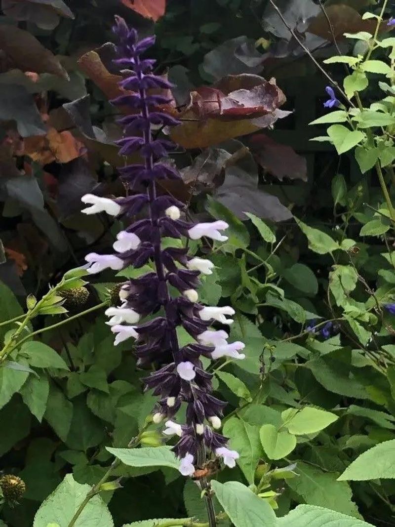 Salvia Divinorum