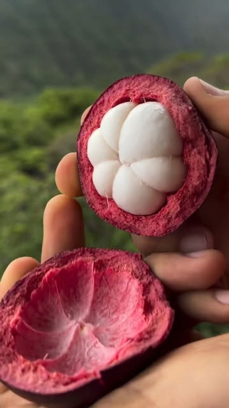 Mangosteen