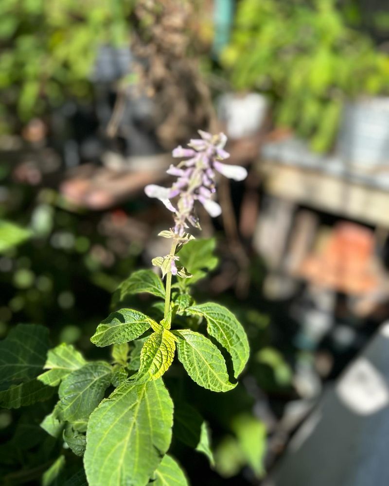 Salvia Divinorum