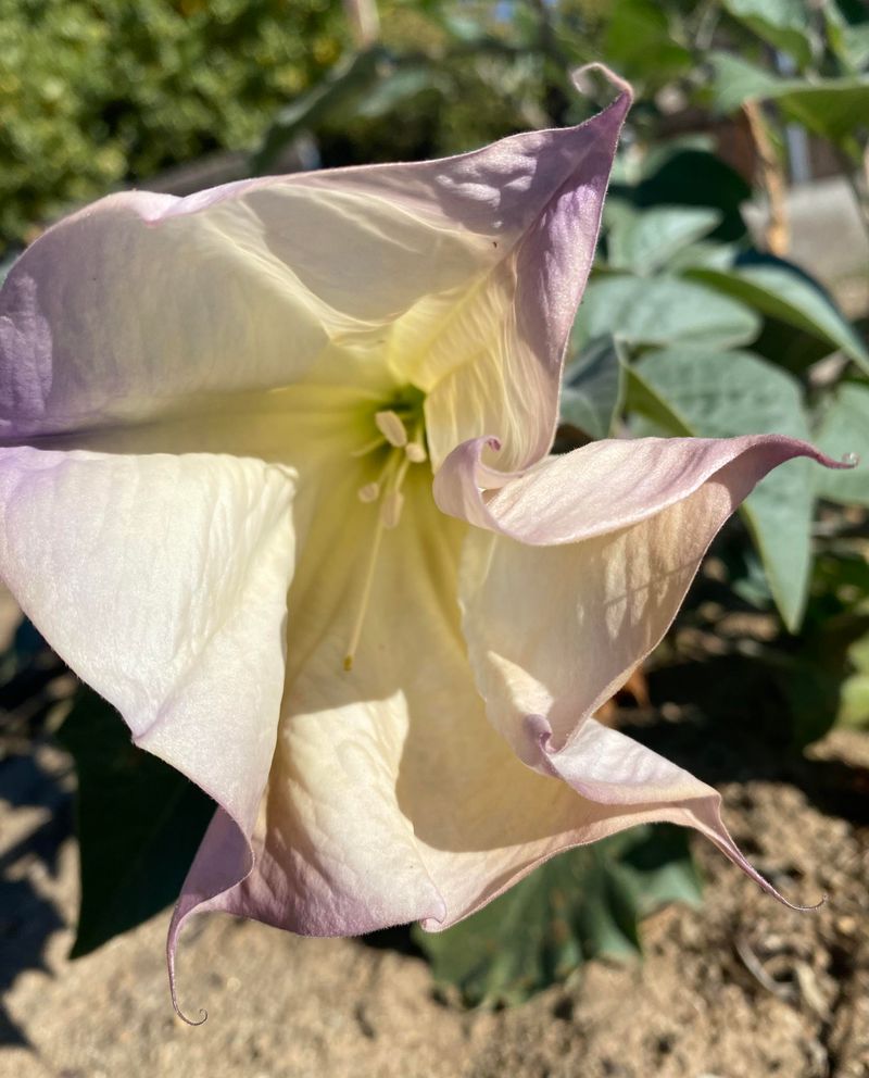 Jimsonweed