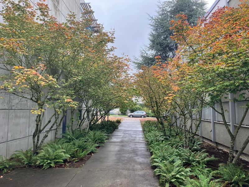 Vine Maple