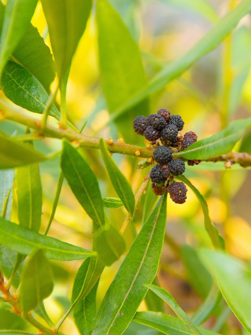 Pacific Wax Myrtle (Myrica californica)