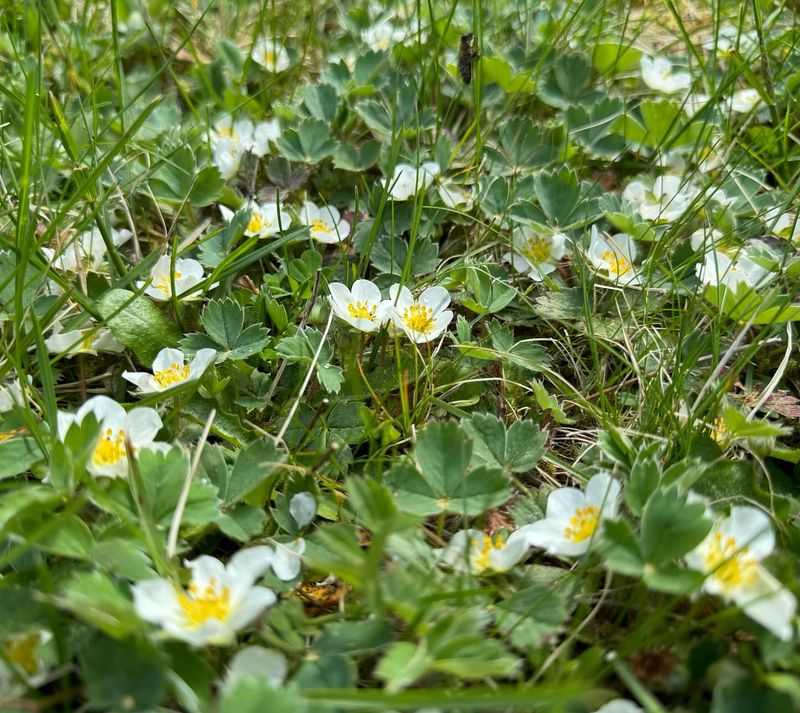 Ornamental Strawberry - The Edible Ground Cover