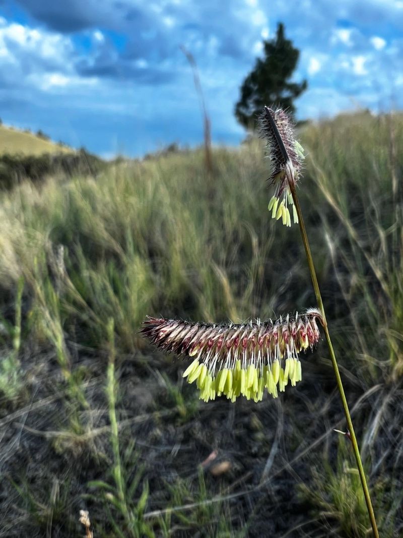 Blue Grama Grass