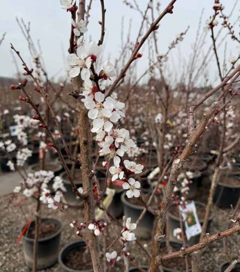 Apricot