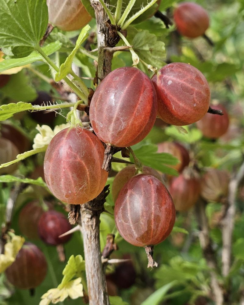 Gooseberry