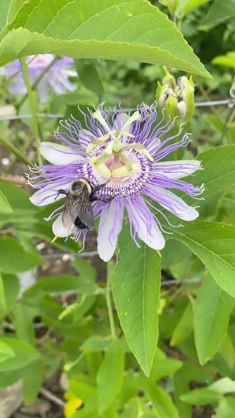 Passion Flower