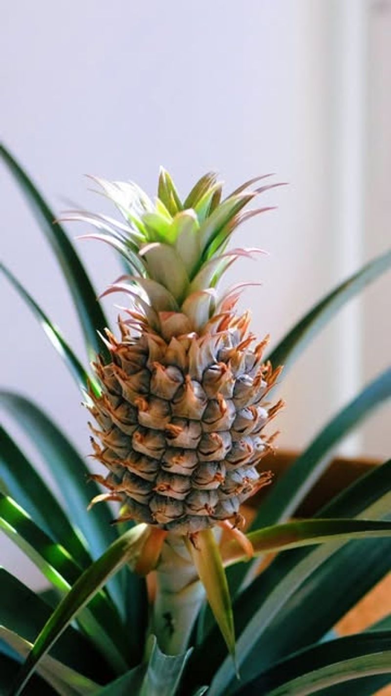 Pineapples