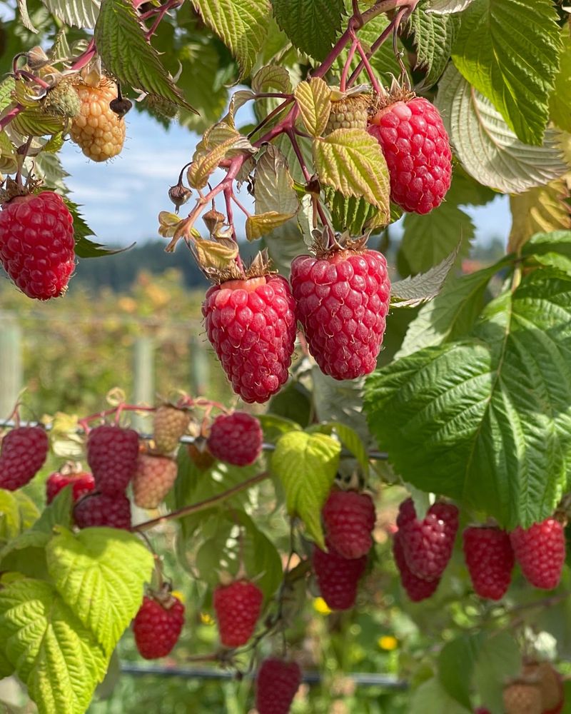 Raspberries