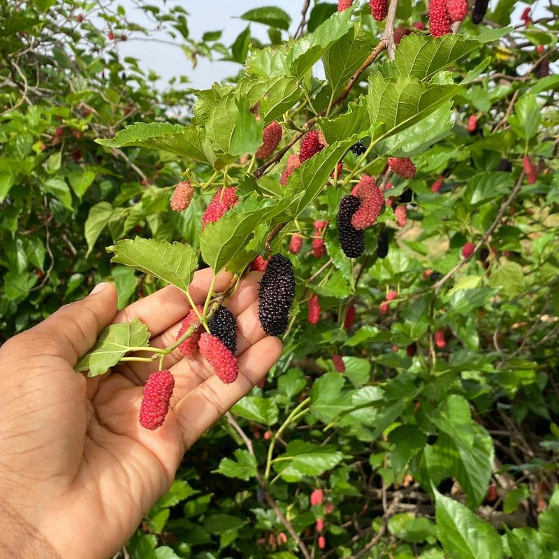 Mulberries