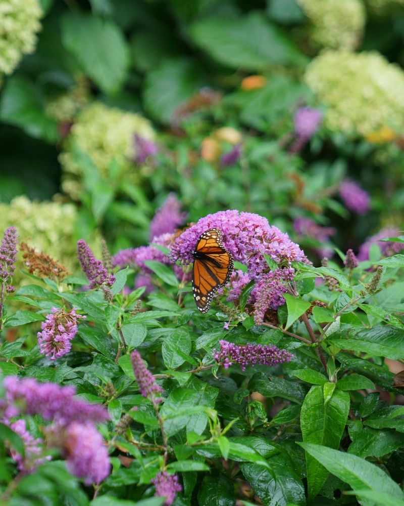 Butterfly Bushes Pruned Too Early