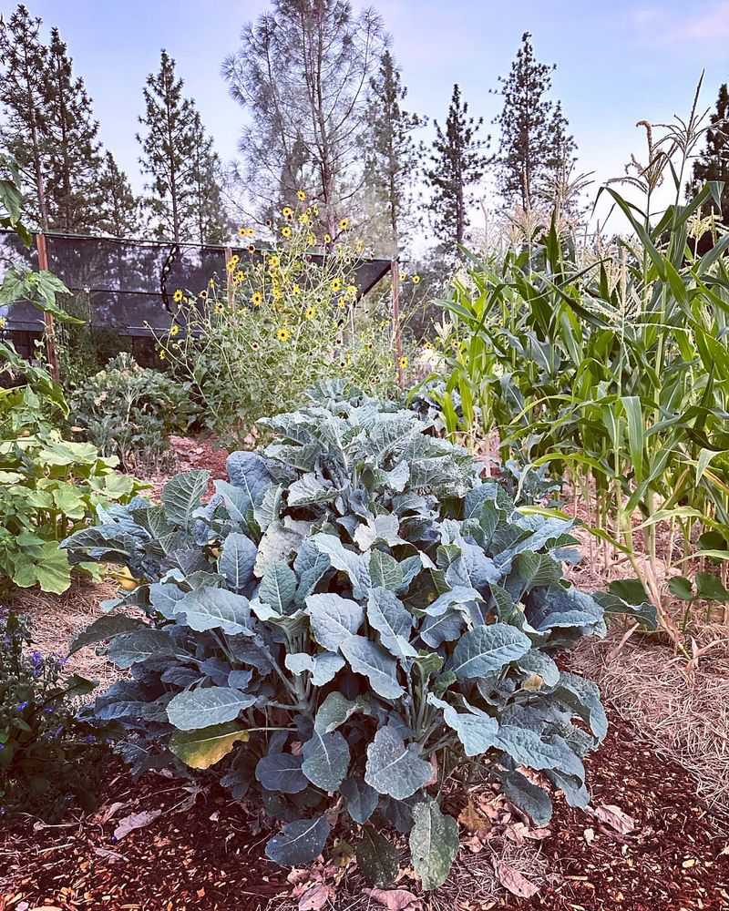 Collard Greens