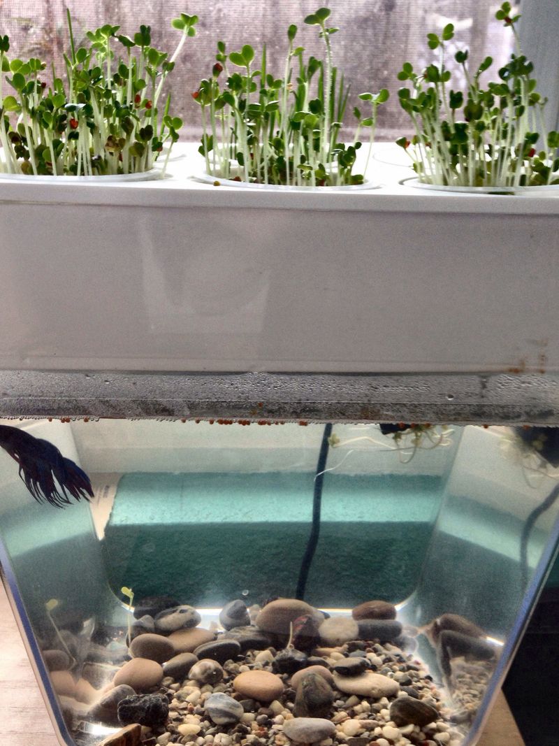 Aquaponic Desktop Gardens