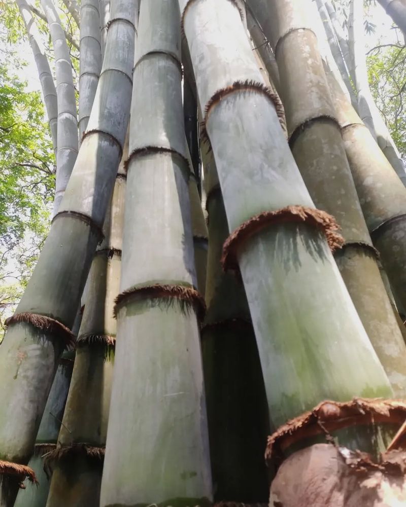 Giant Bamboo Species