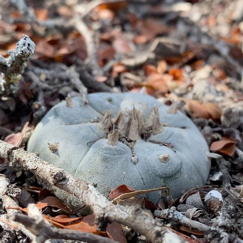 Peyote Cactus