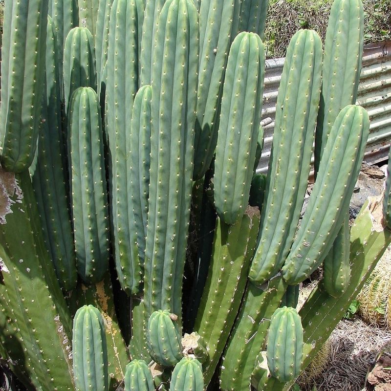 San Pedro Cactus
