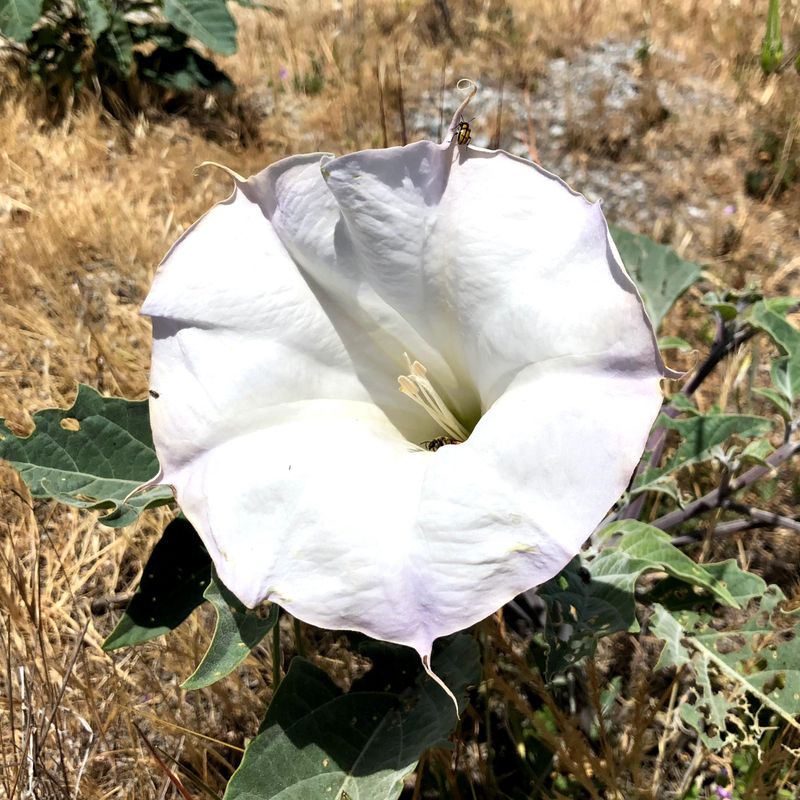 Jimsonweed