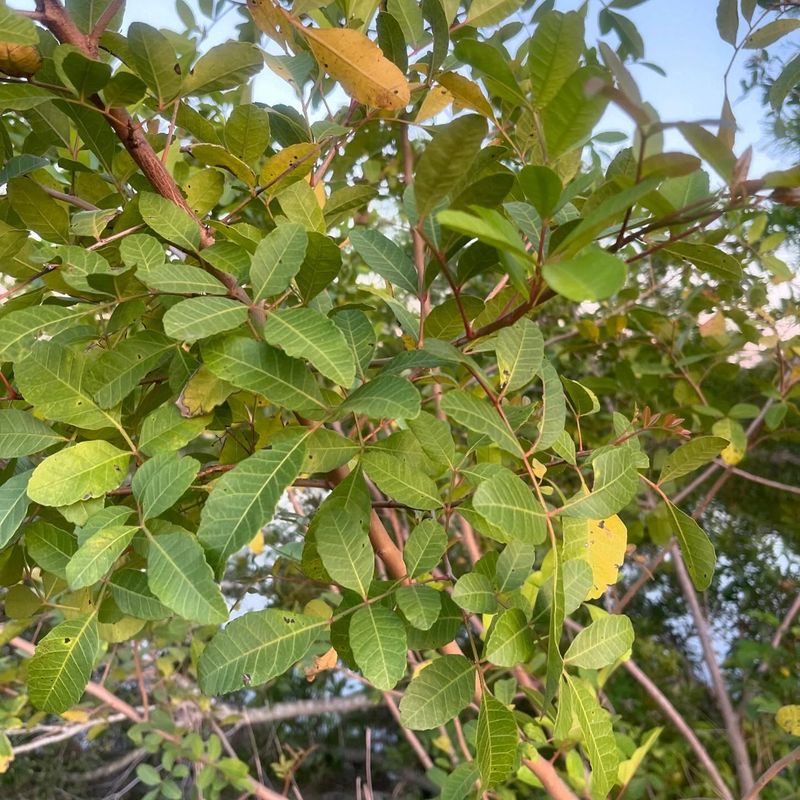 Brazilian Peppertree (Schinus terebinthifolius)