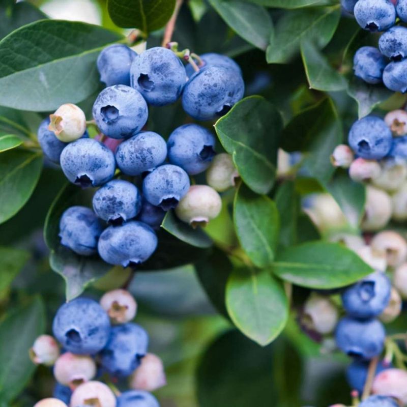 Blueberries