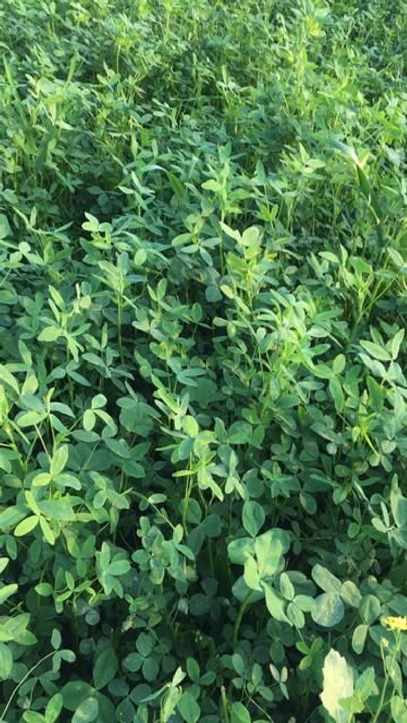 Berseem Clover