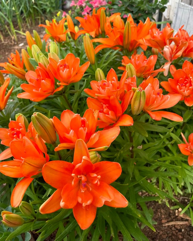 Plan For Succession Planting