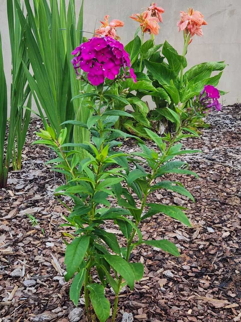 Phlox