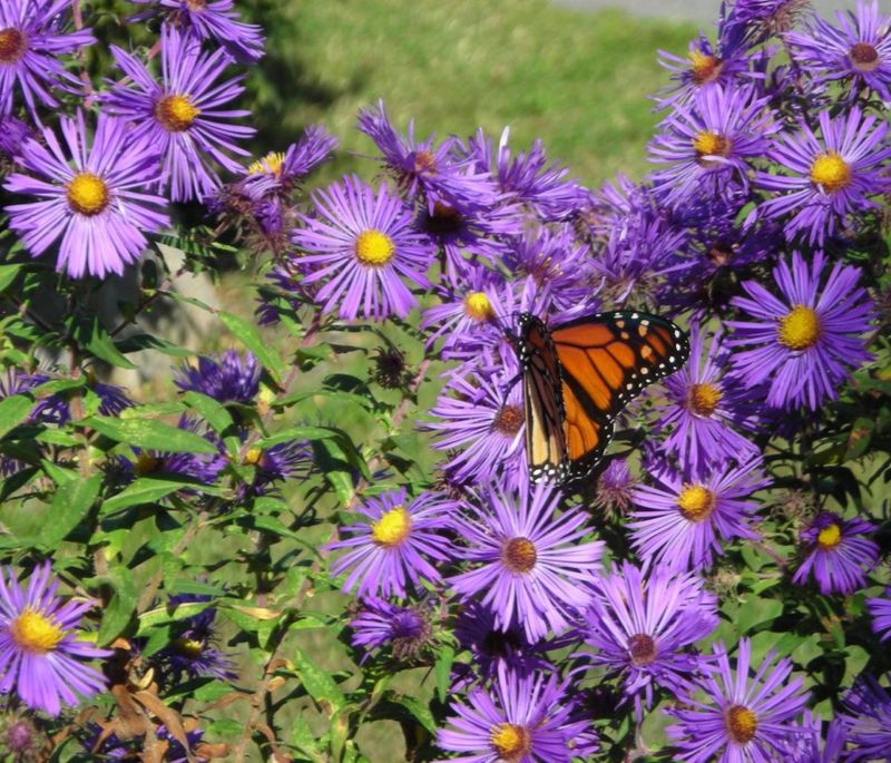 New England Aster: Fall Finale With Local Heritage