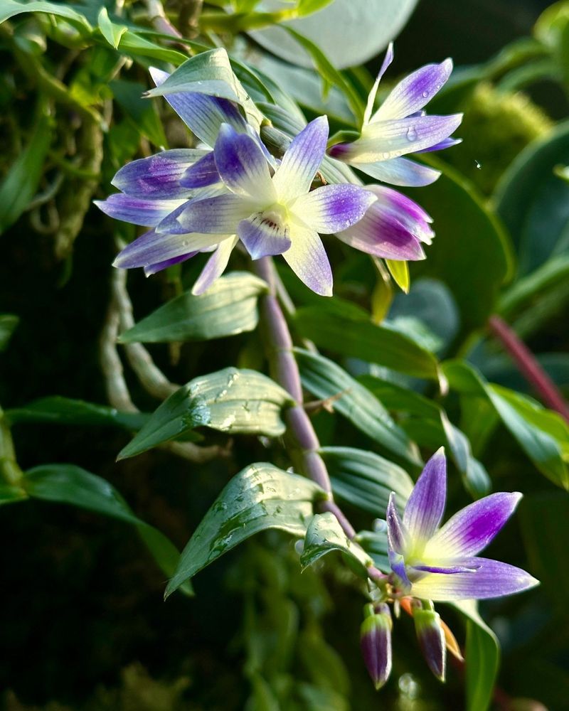 Dendrobium Orchid