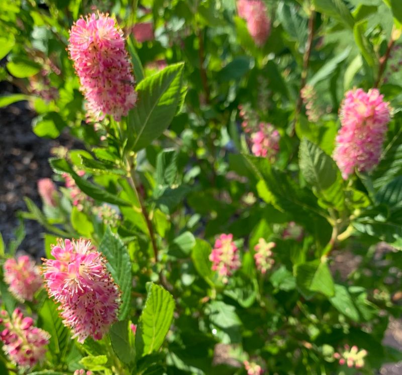 Foamflower Fails August Divisions