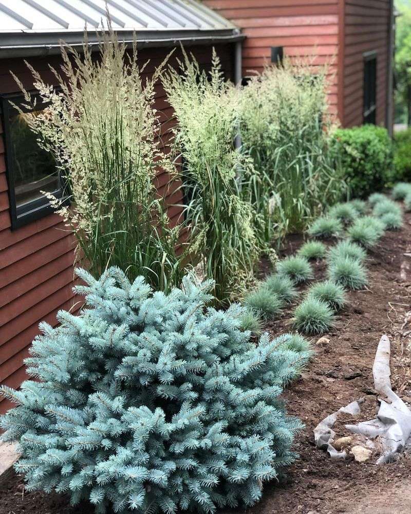 Dwarf Globe Blue Spruce