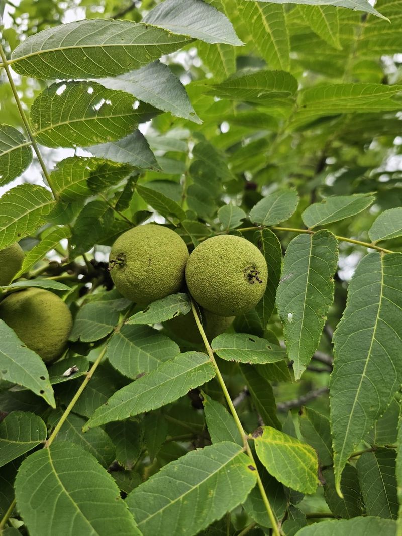 Black Walnuts: Hard-Won Treasure