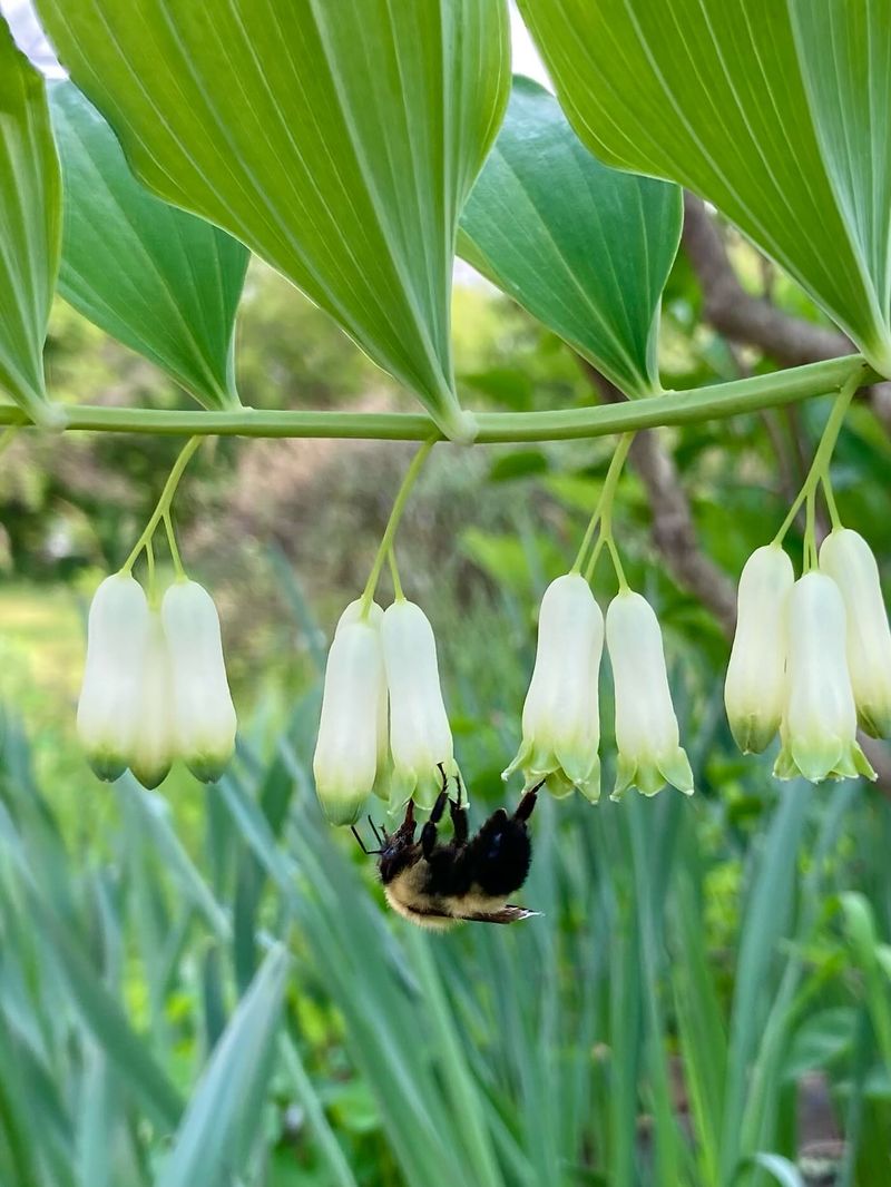 Solomon's Seal