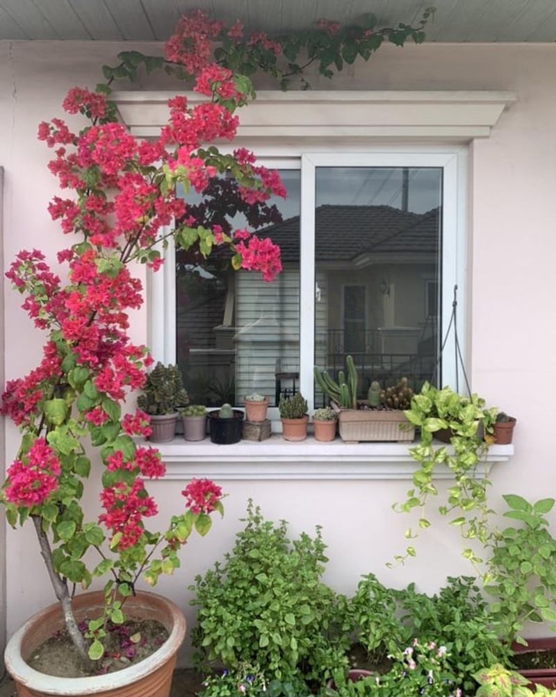Bougainvillea