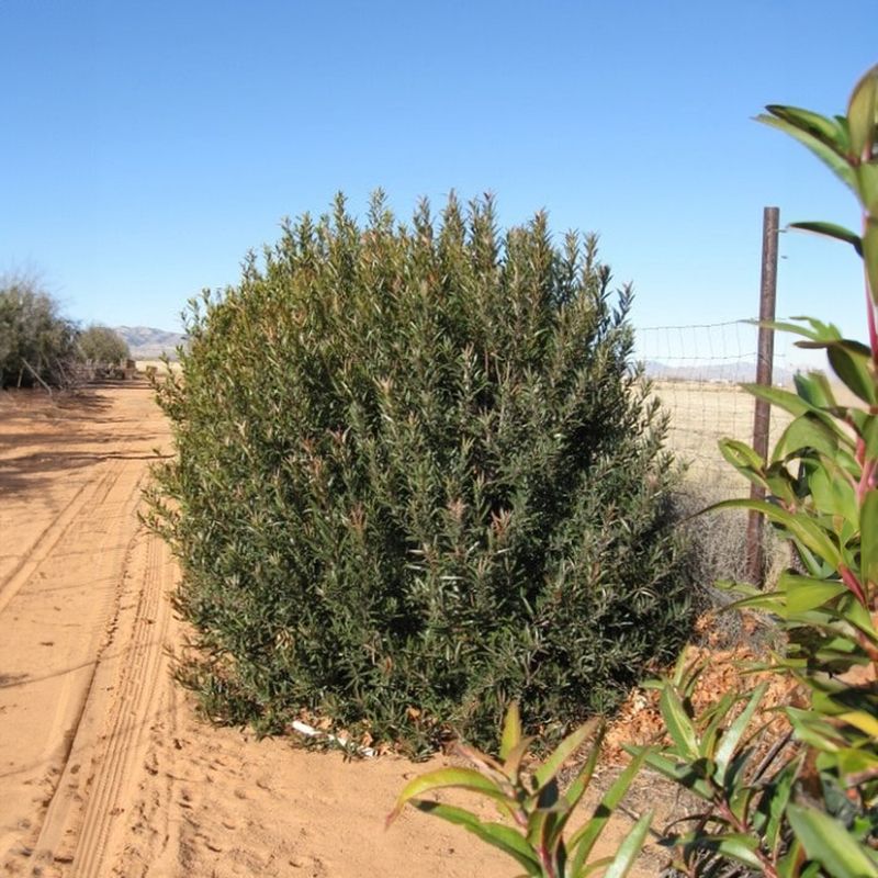 Arizona Rosewood