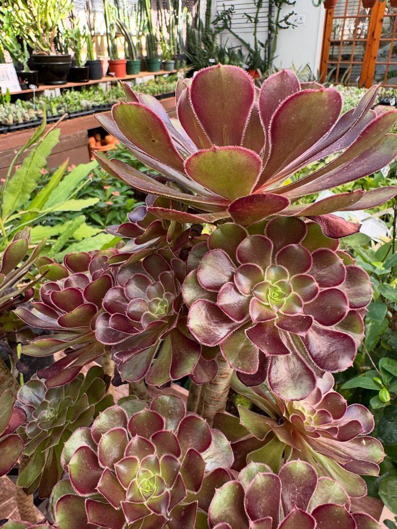 Aeonium