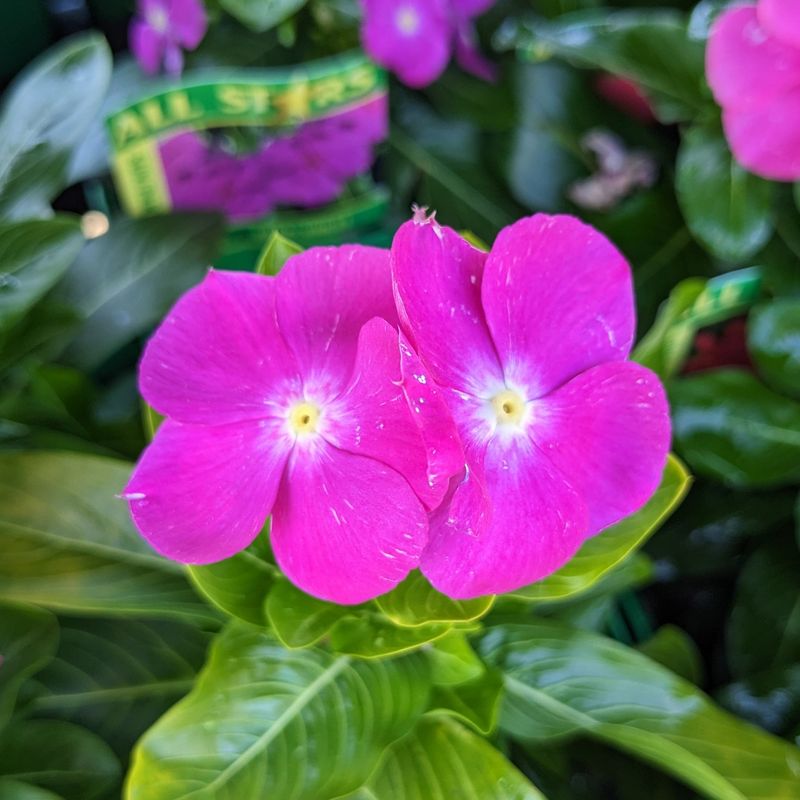 Resilient Periwinkle (Vinca)
