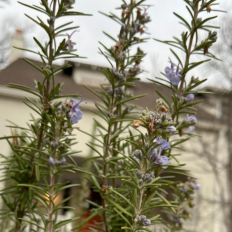 Rosemary