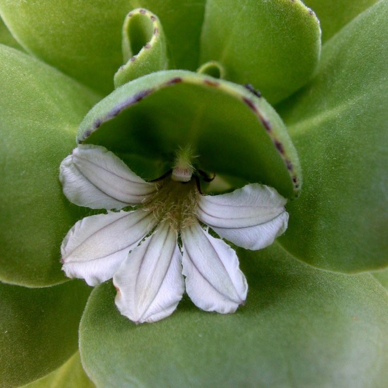 Naupaka