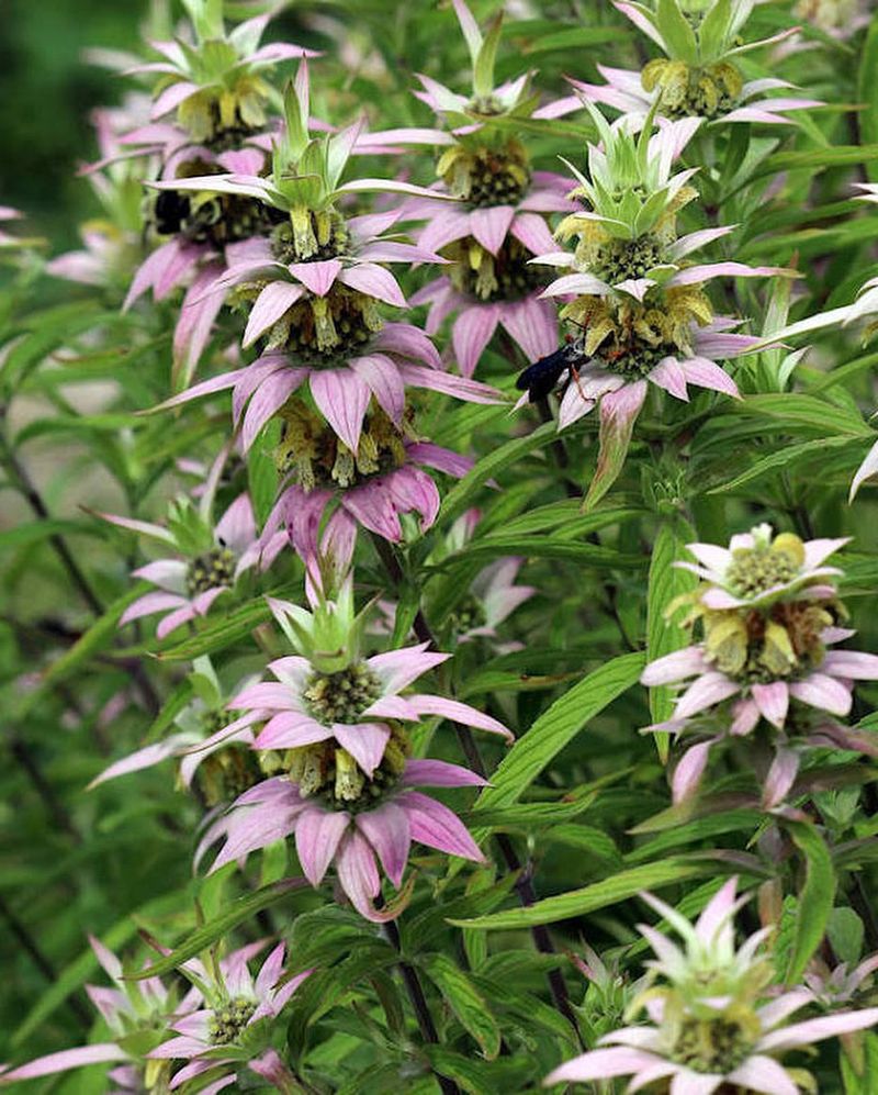 Horsemint (Monarda punctata)
