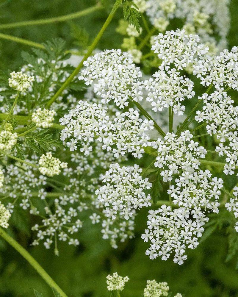 Poison Hemlock: Socrates' Final Drink