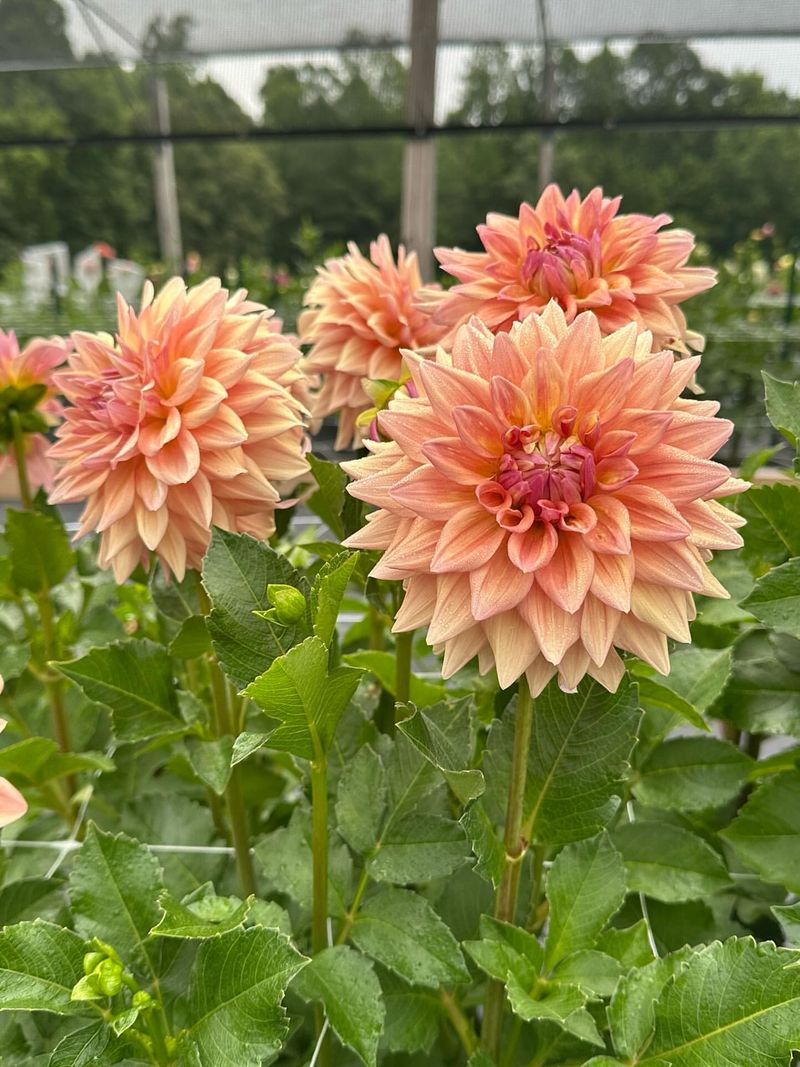 Dahlias