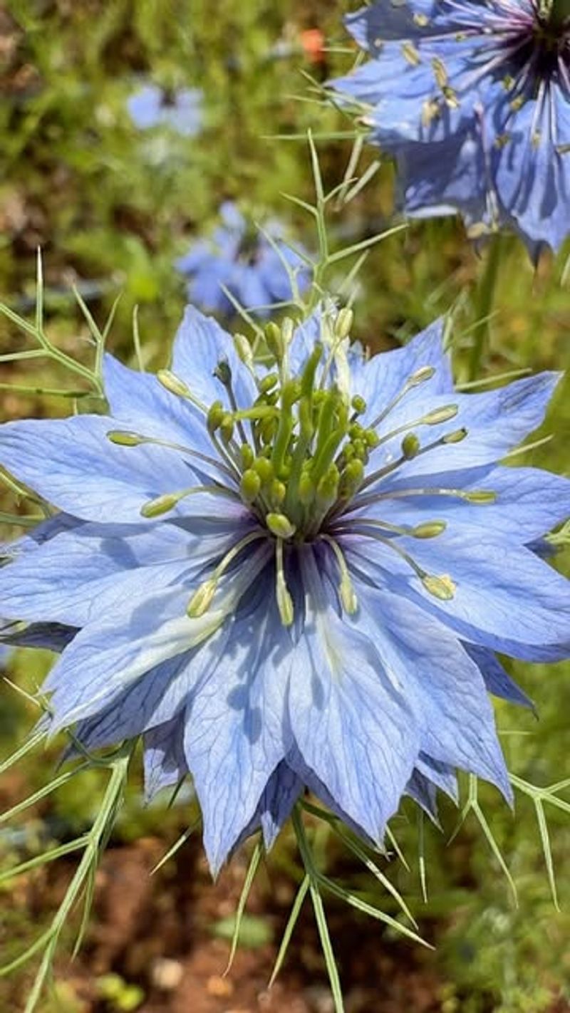 Love-In-A-Mist