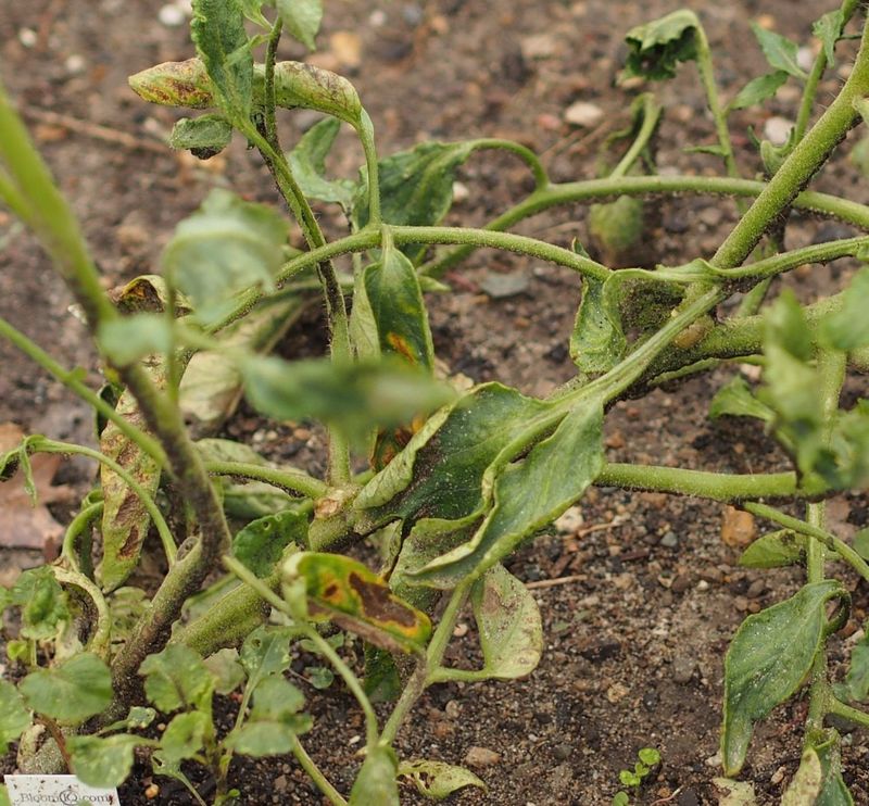 Verticillium Wilt