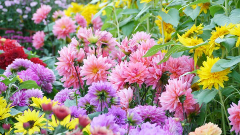 Chrysanthemums