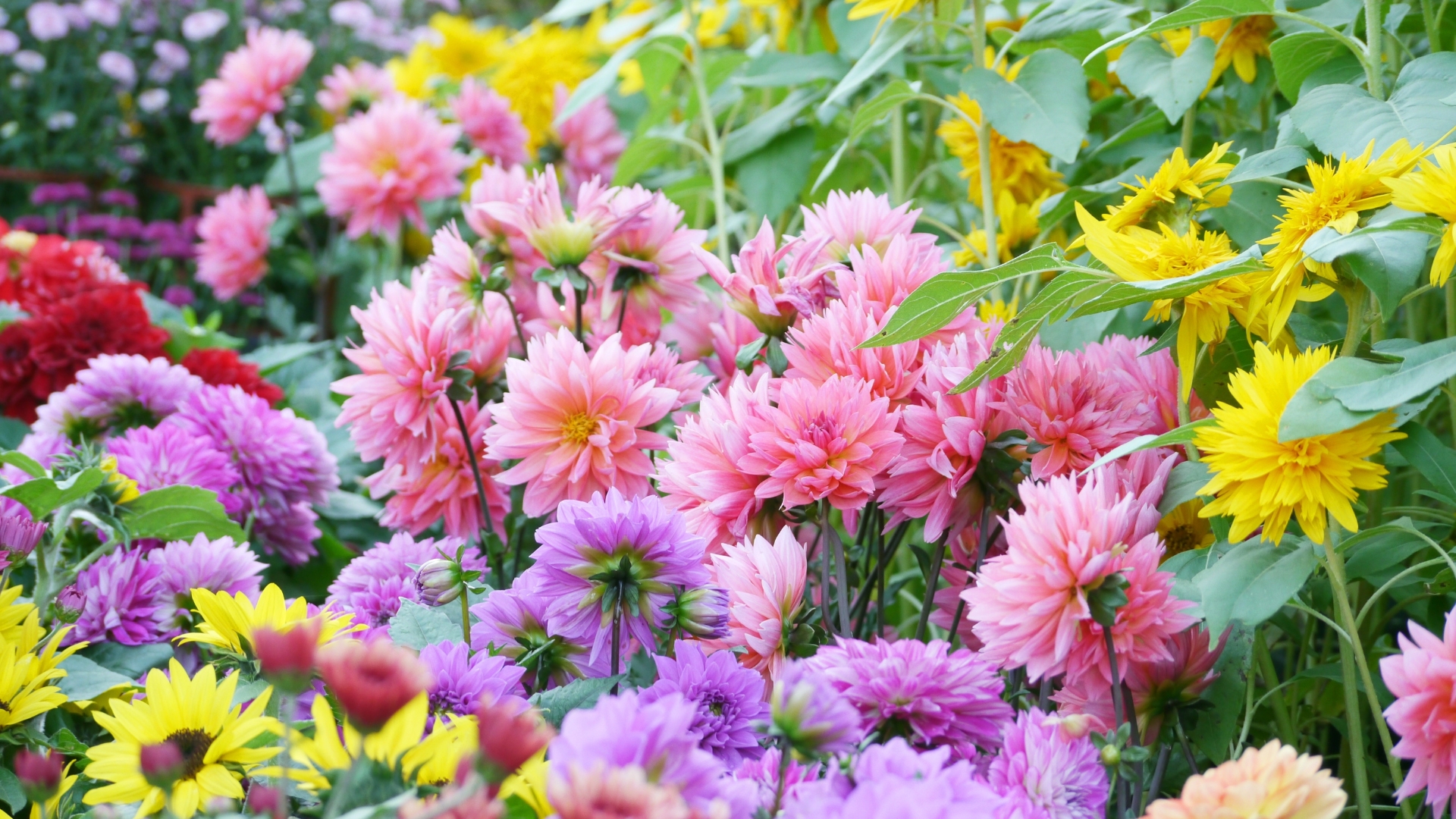 Late-Blooming Flowers That Will Save Your Fall Garden In Iowa