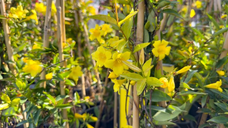 yellow Carolina Jessamine flowering vine