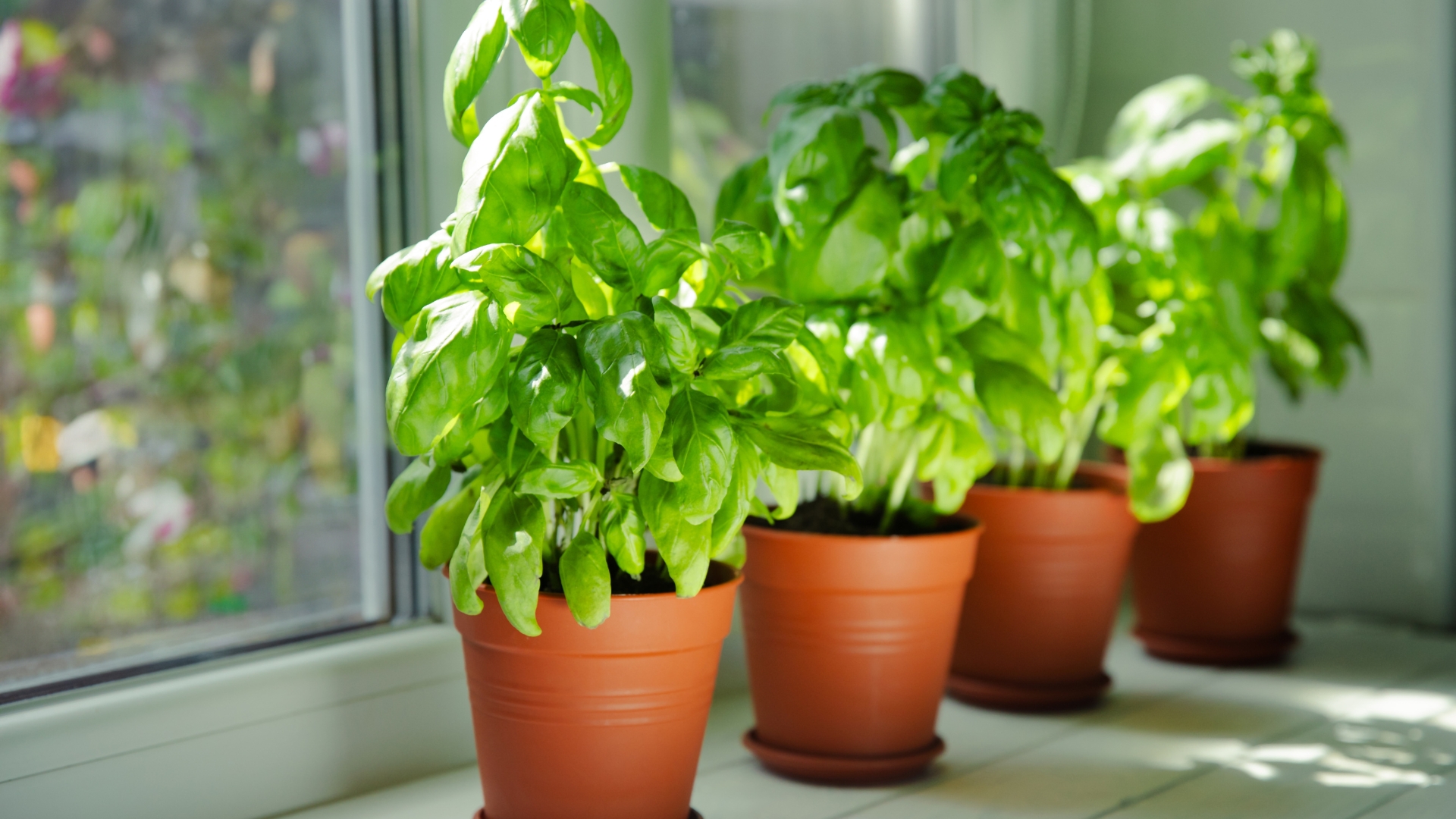 Late-Planted Herbs That Thrive In August In Colorado