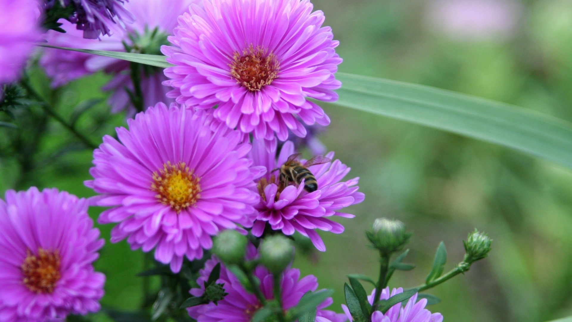 Late-Season Flowers That Still Attract Pollinators In Washington State