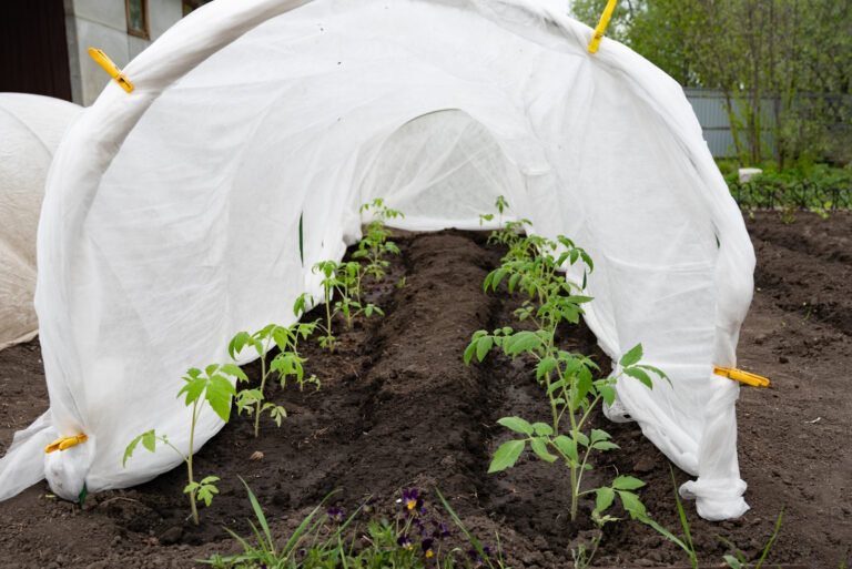 Young tomato plants grow in neat rows (featured image)
