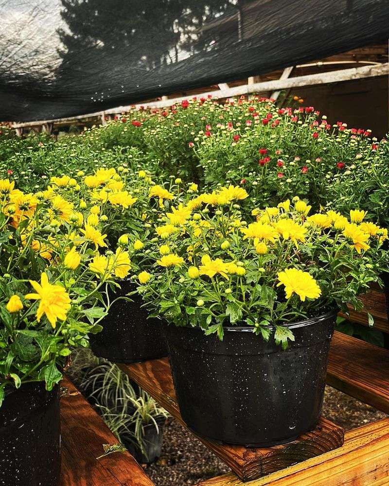 Avoid Early Fall Planting